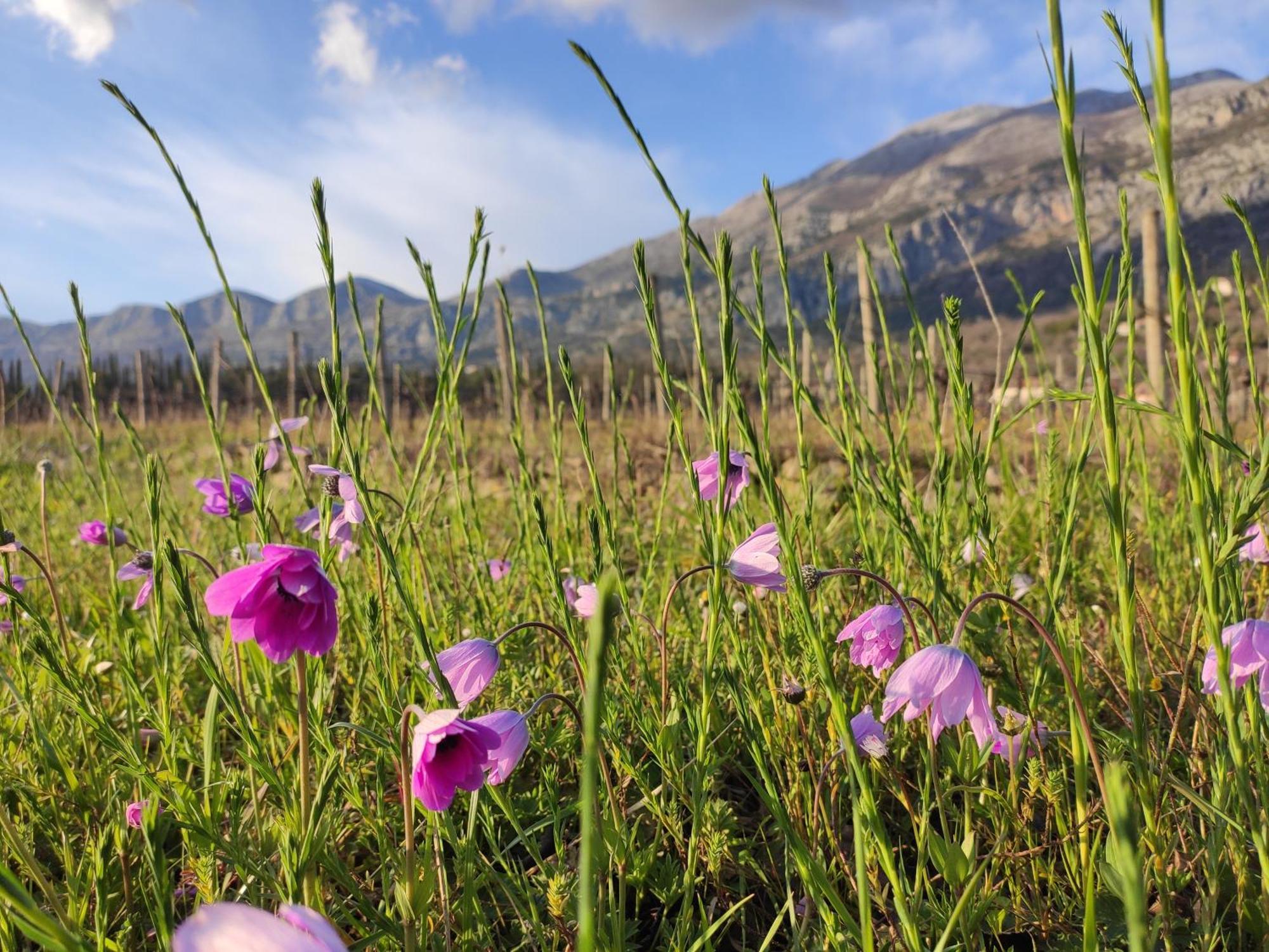 Country House Uros In Nature With Pool Lovorno エクステリア 写真